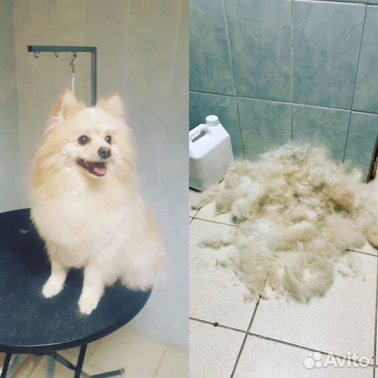 Стрижка собак