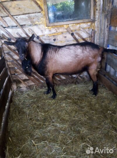 Козы дойные 6т козёл 12 т племенной доставка