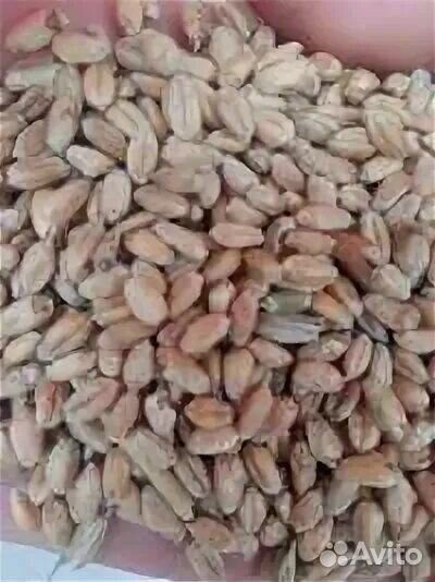 Зерно пшеница ячмень