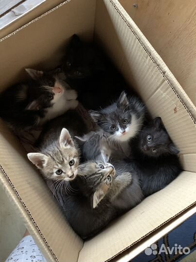 Котята