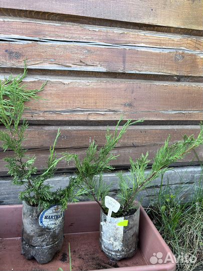 Можжевельник средний Mint Julep