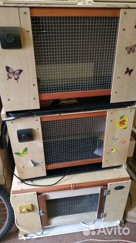 Брудер для цыплят