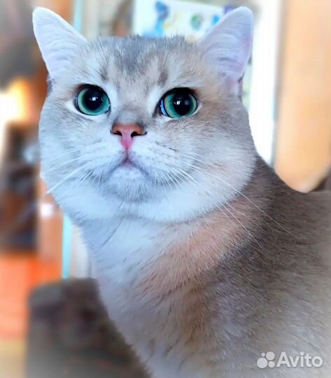 Кот на вязку