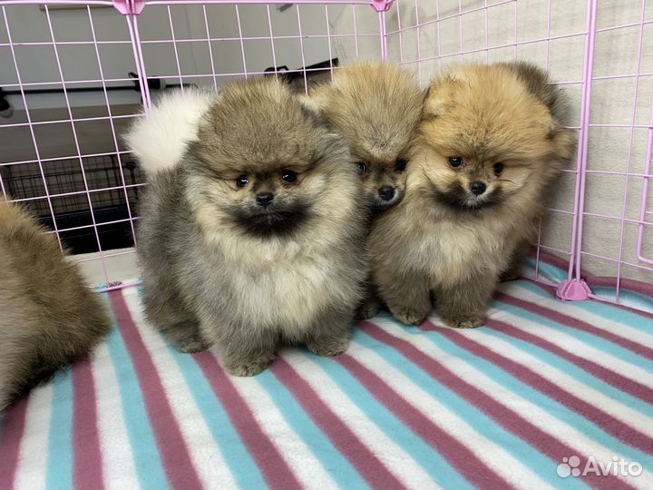 Щенки шпица - целая куча породистых щенков