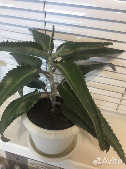 Каланхоэ от насморка