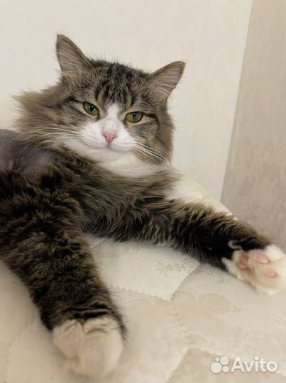 Котик 8-9 месяцев. Был нацден на перекркске ленина