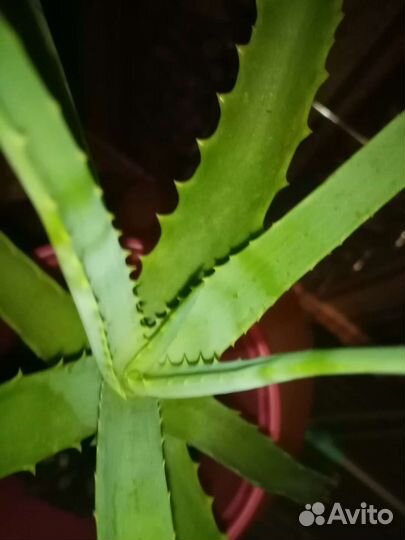 Алоэ столетник