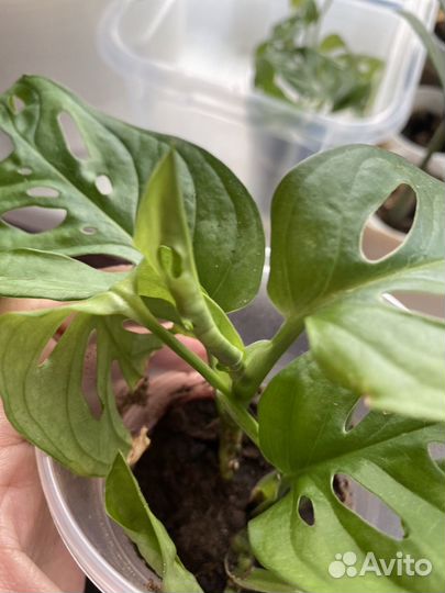 Монстера манки маск