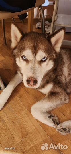 Сибирский хаски кобель вязка