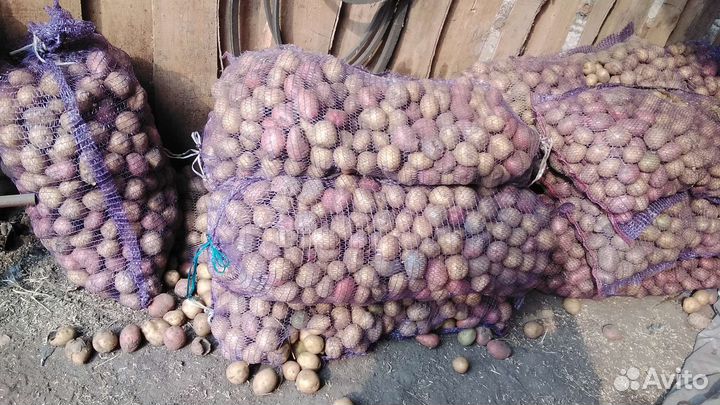 Семенной картофель