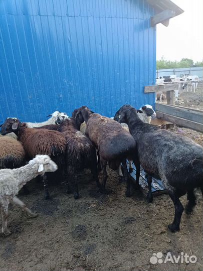 Продаю бараны