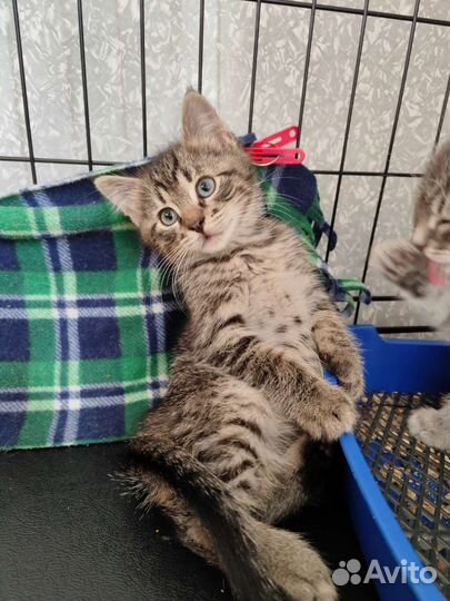 Котёнок мальчик в добрые руки