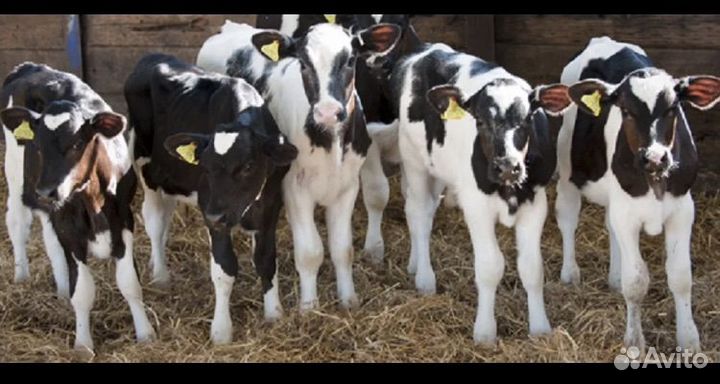 Продаю бычков