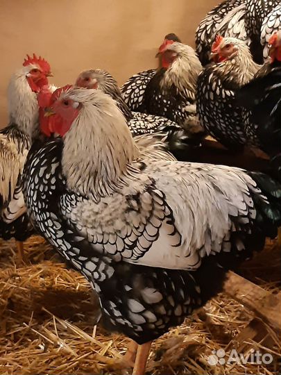 Петух виандот