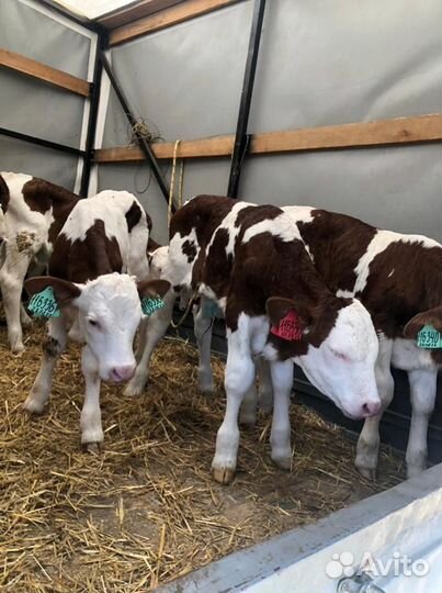 Телята бычки сименталлы
