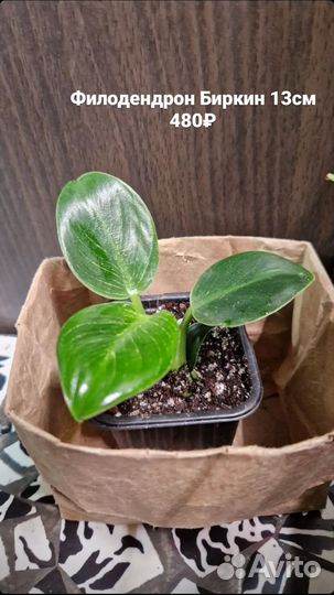 Филодендрон Биркин