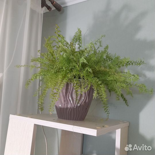 Детка папоротника Грин фэнтэзи