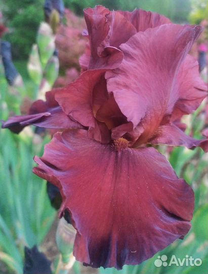 Ирисы бородатые