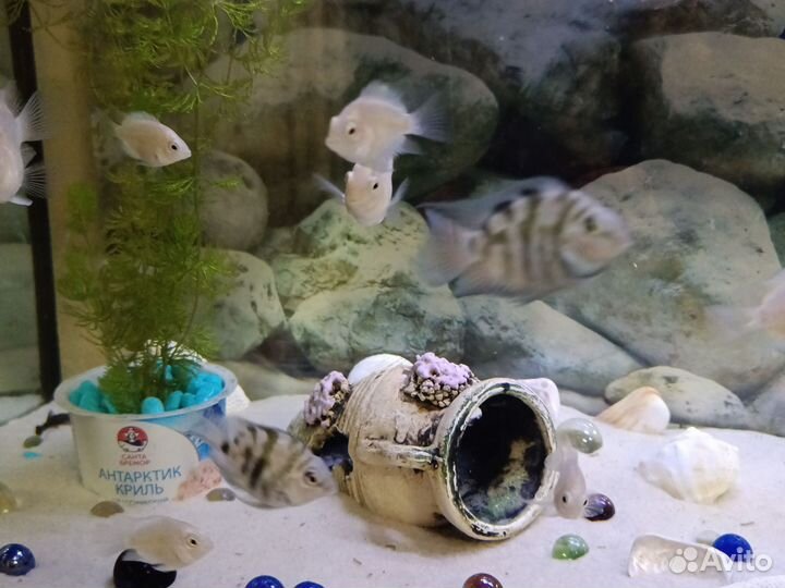 Аквариумные рыбки