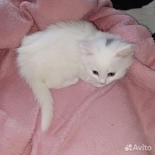 Котята турецкой ангоры