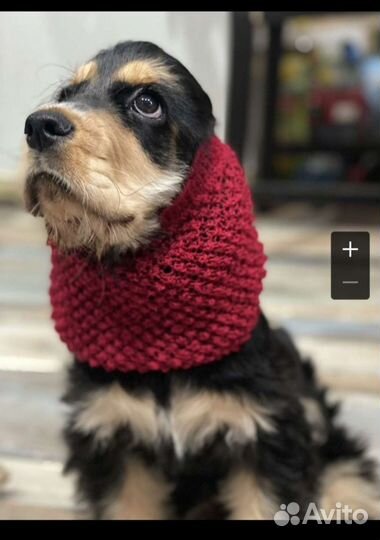 Шапочка для спаниелей, снуд