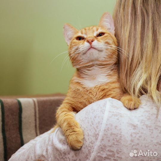 Кот в добрые руки