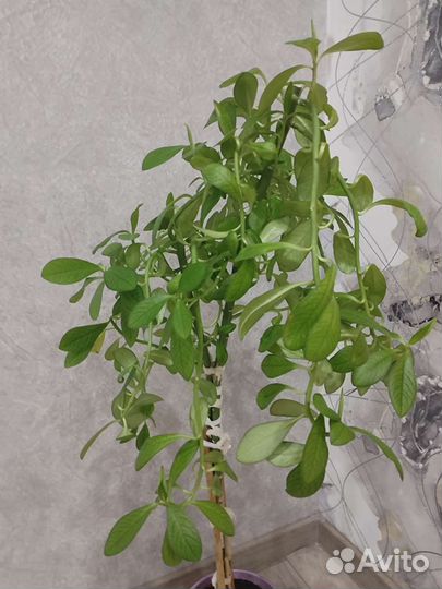 Цветы семейства молочаевых