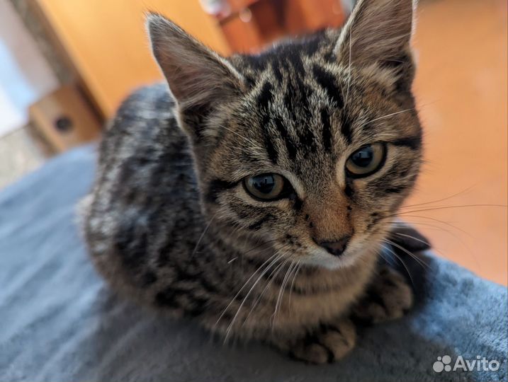 Кошка в дар бесплатно