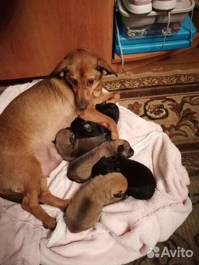 Щенки помесь