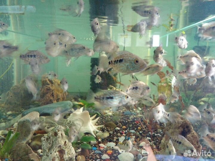 Молодь, Бриллиантовая цихлазома ампулярии