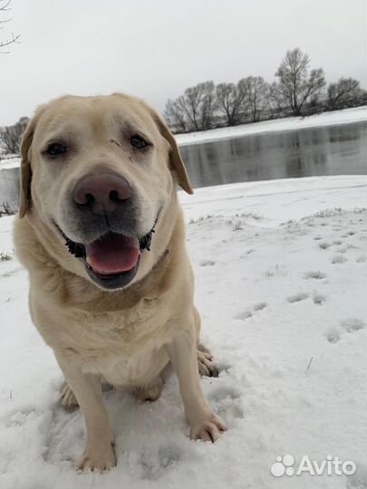 Собаки бесплатно в добрые руки