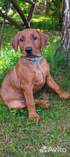 Немецкий пинчер