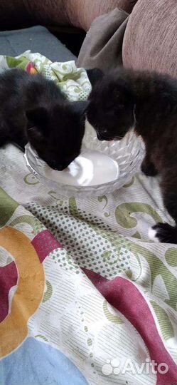 Кошки в добрые руки