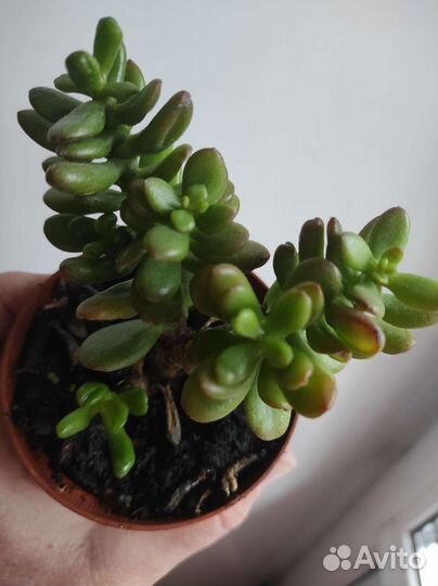 Крассула толстянка