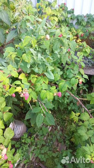 Малина Ляшка (Laszka, Лашка, Лячка)