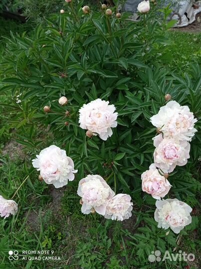 Пионы белый и малиновый Академгородок