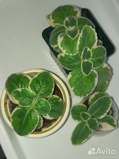 Комнатная мята