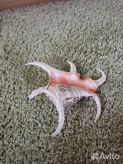 Морские ракушки раковины