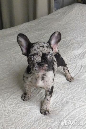 Щенок Французского Бульдога. Шикарная девочка:)