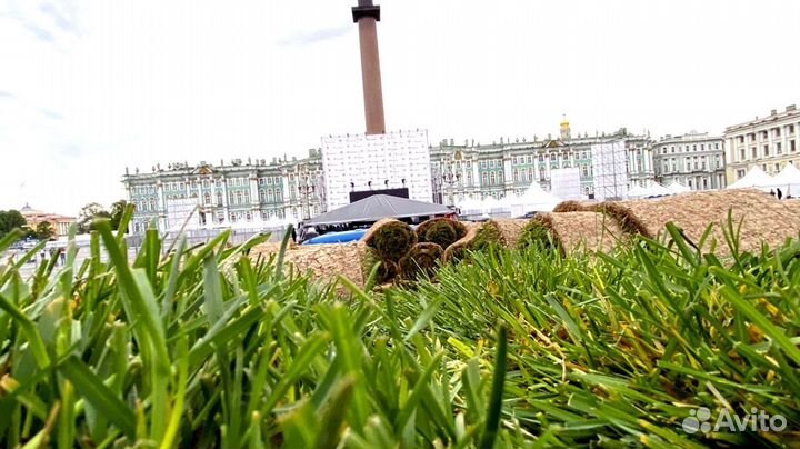 Рулонный газон 