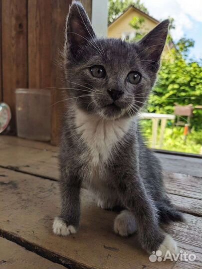 Британцы-метисы котята