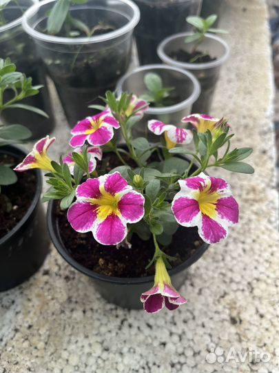 Продам рассаду эустомы/калибрахоа/петунии