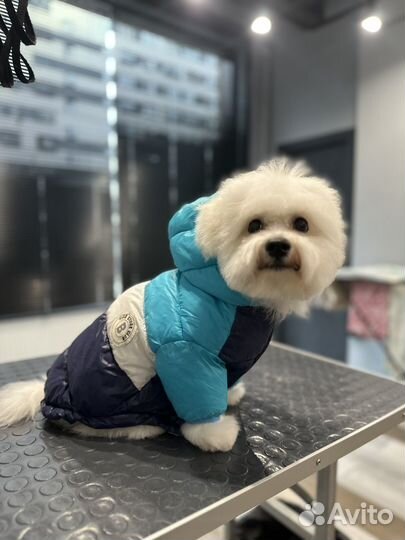 Одежда для собак