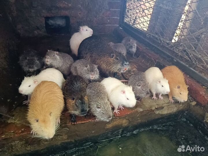 Нутрии,индоутки