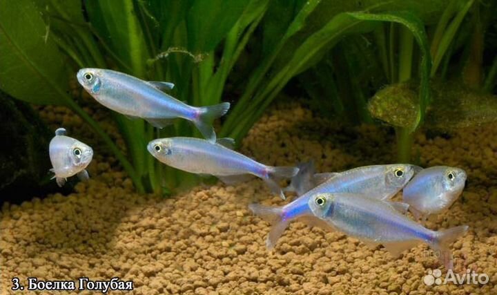 Гло фиш Данио, Барбусы,Тернеции, Неоны, Тетры