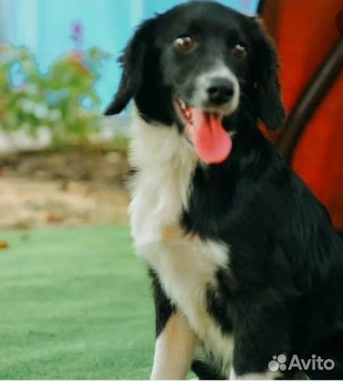 Собаки/щенки в добрые руки