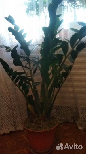 Замиокулькас 1 метр