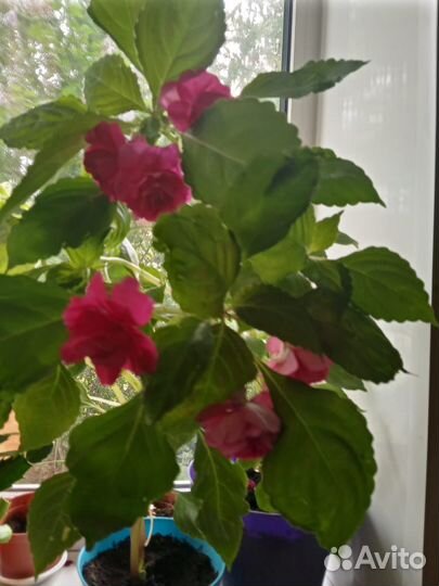 Многолетние цветы