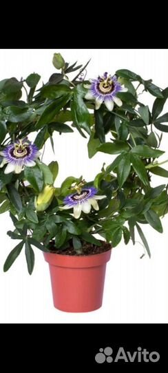 Комнатные растения цветы, лиана