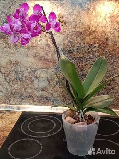Орхидея бинти пелор